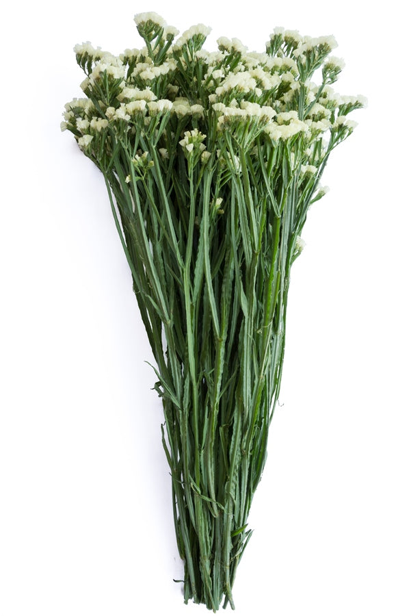 White Statice