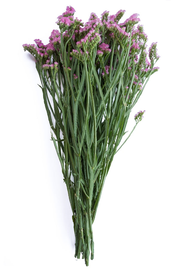 Pink Statice