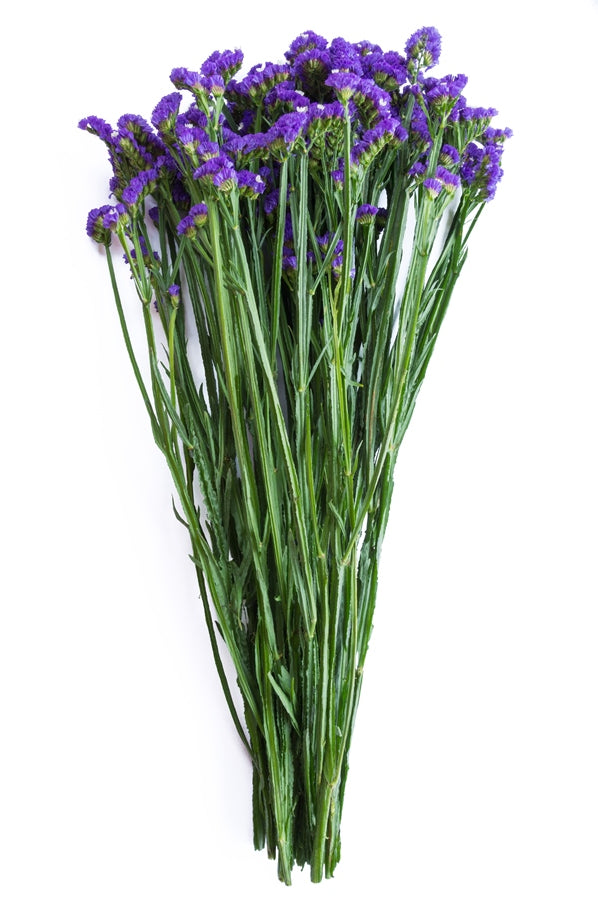 Purple Statice