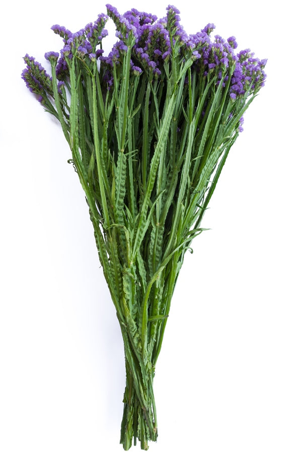 Lavender Statice