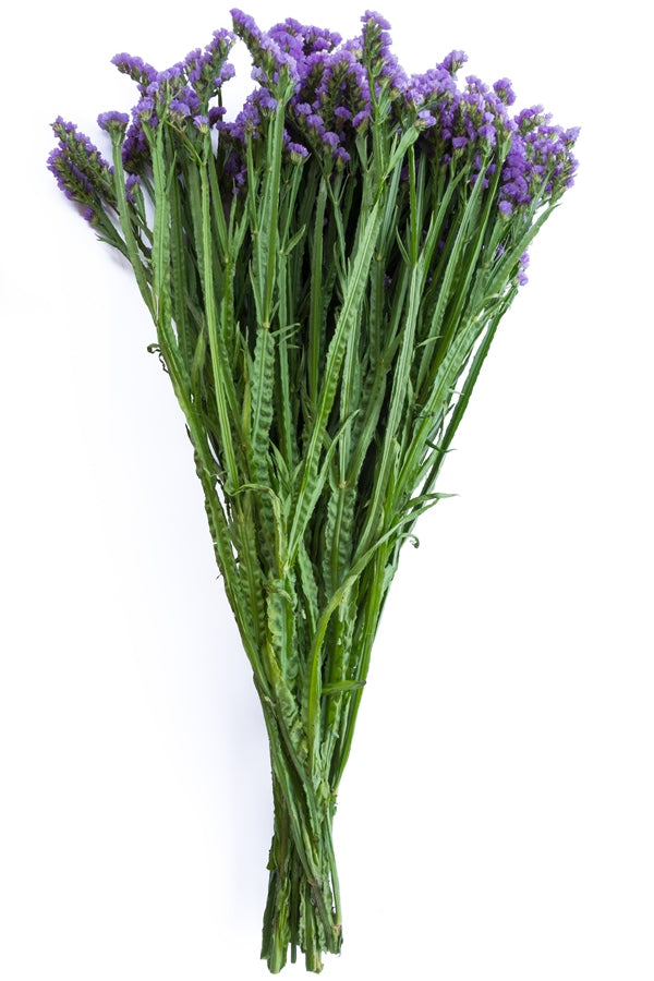 Lavender Statice