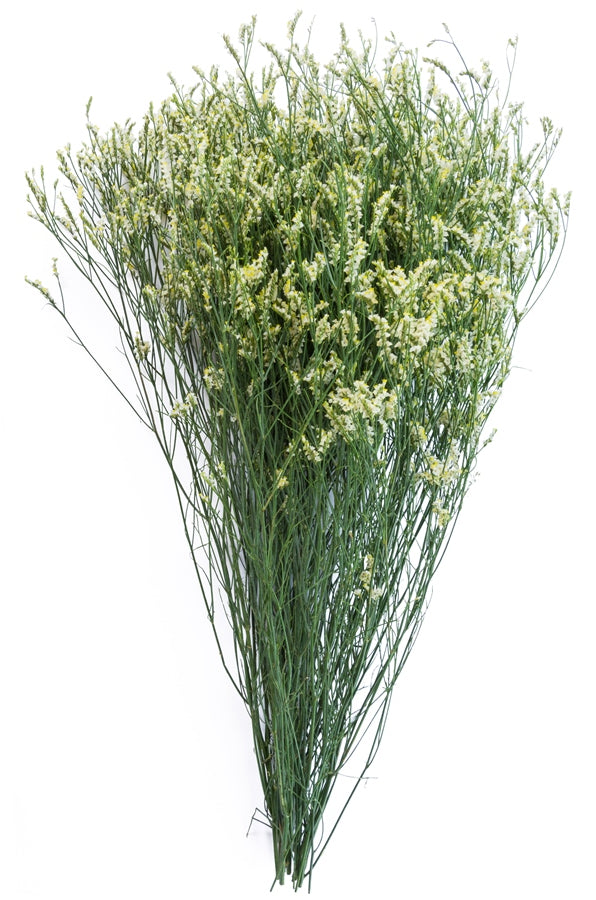 Limonium Sinensis White