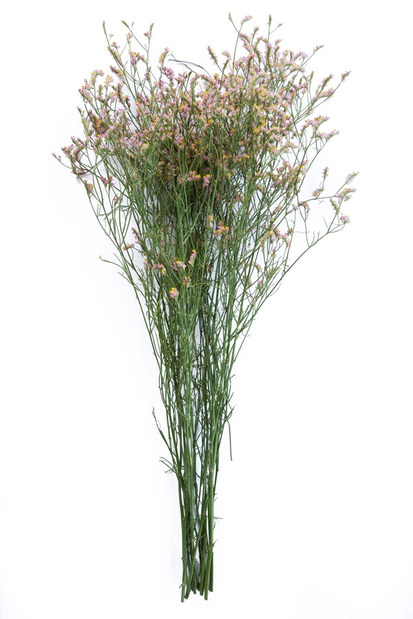 Limonium Sinensis Pink