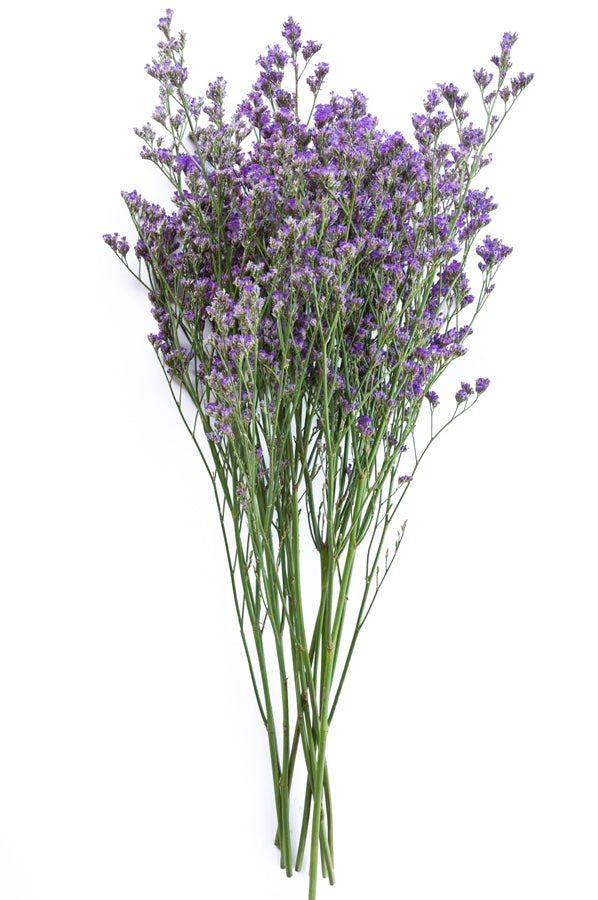 Limonium Maine Blue