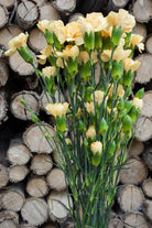 Yellow Mini Carnations