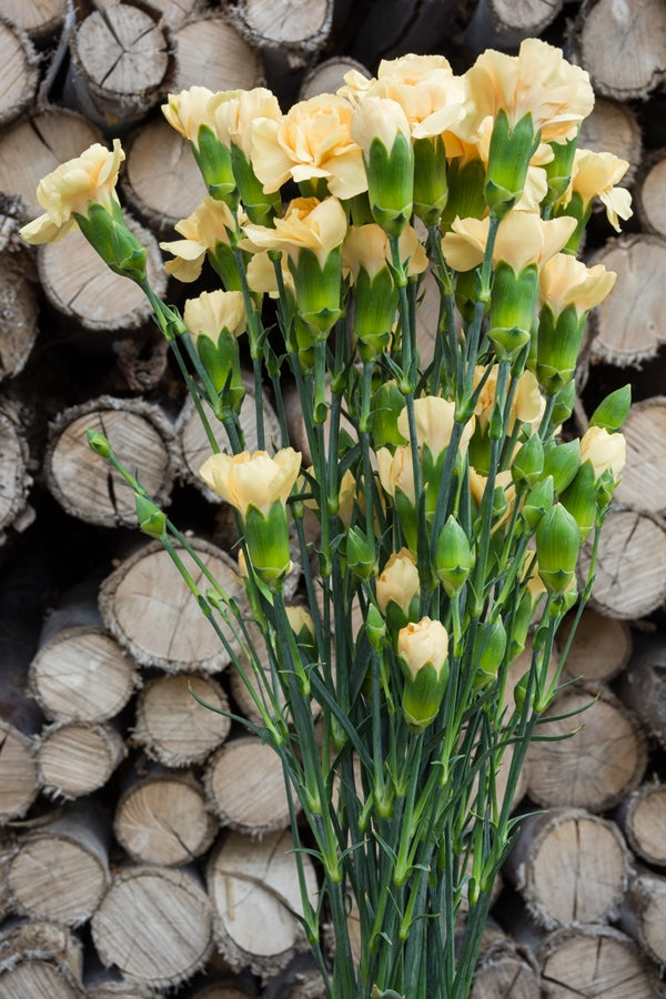 Yellow Mini Carnations