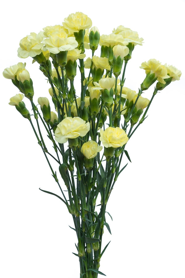 Yellow Mini Carnations