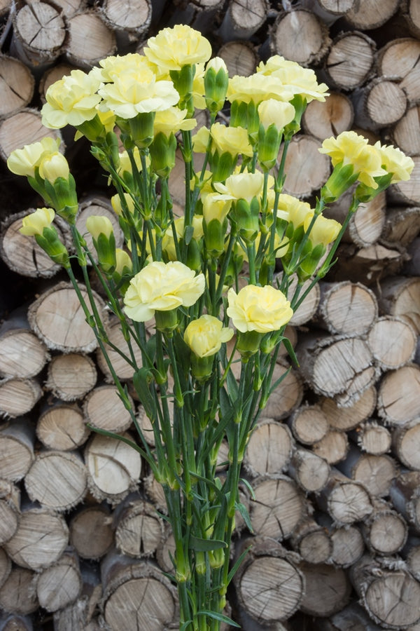 Yellow Mini Carnations