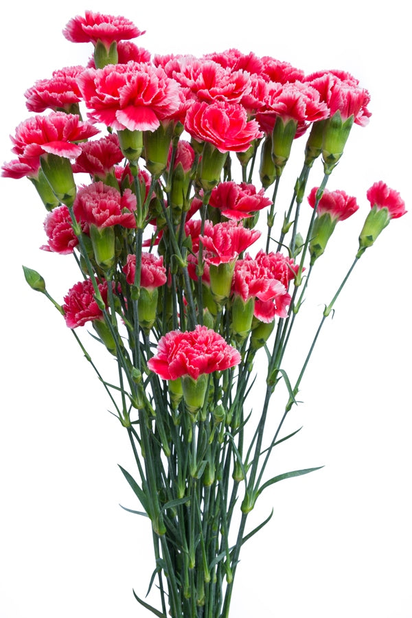 Red and White Mini Carnations