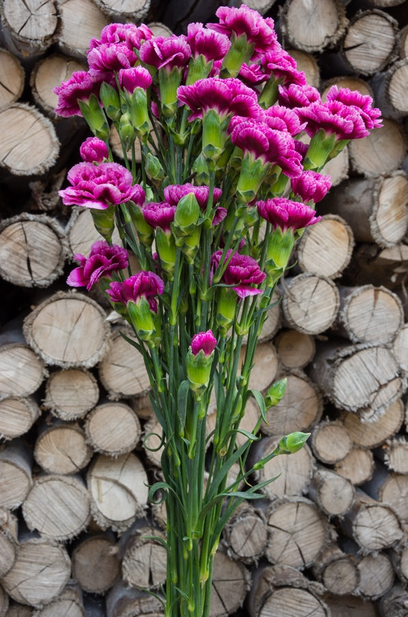 Purple Mini Carnations