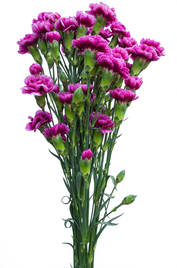 Purple Mini Carnations