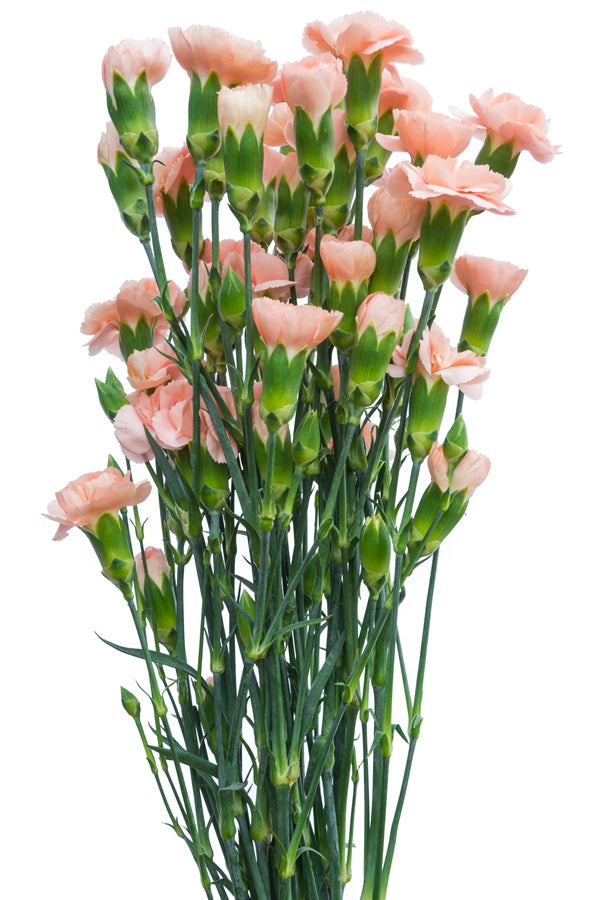 Peach Mini Carnations