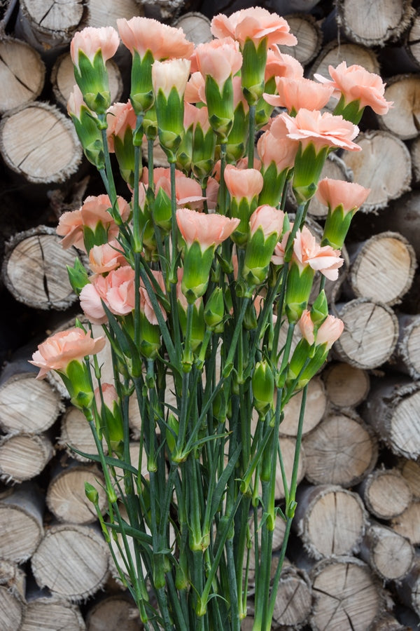 Peach Mini Carnations