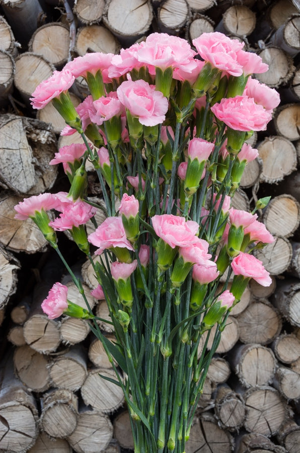 Light Pink Mini Carnations