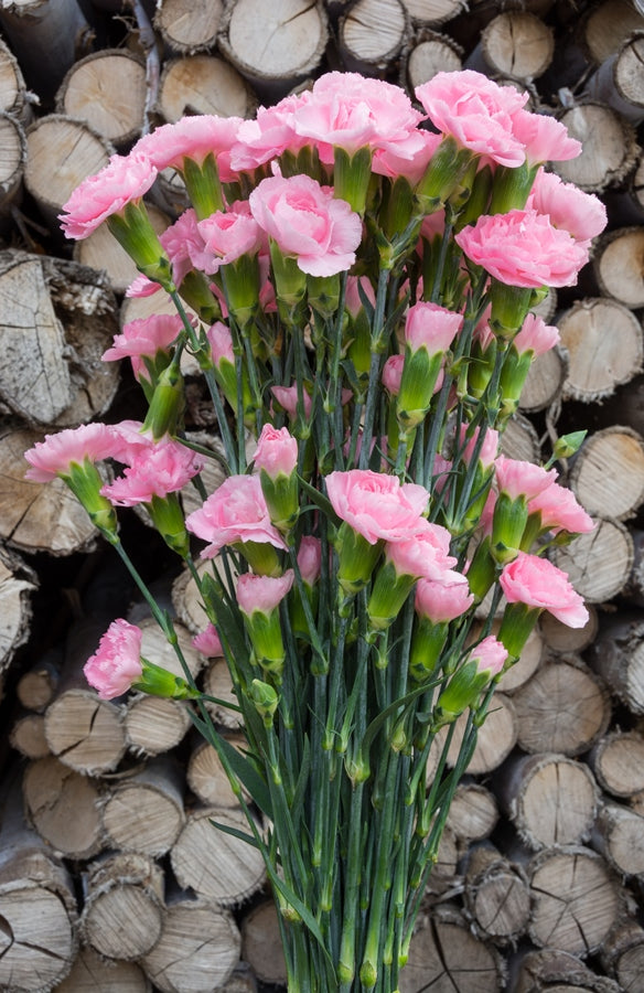 Light Pink Mini Carnations