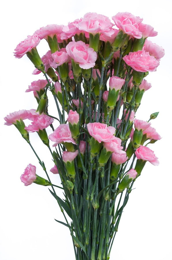 Light Pink Mini Carnations