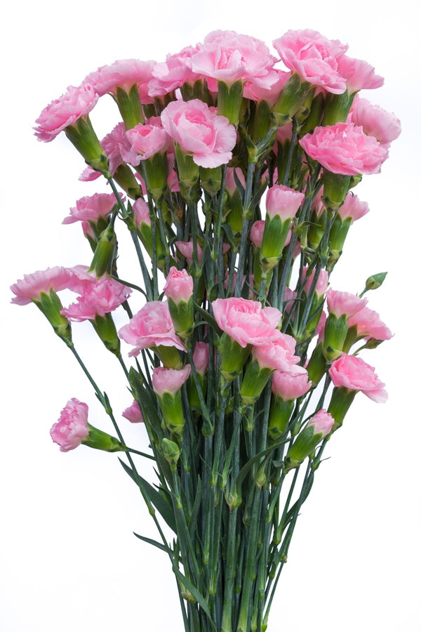 Light Pink Mini Carnations
