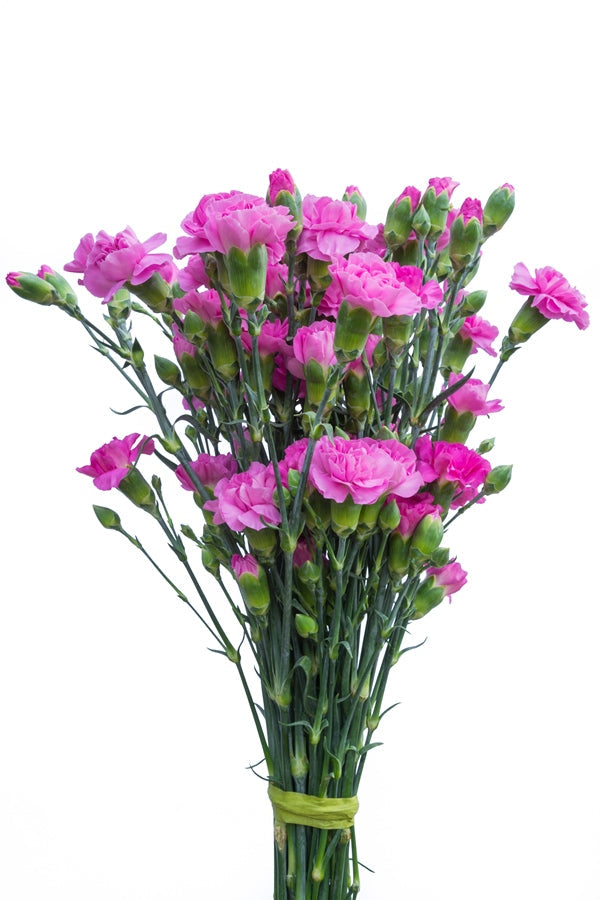 Lavender Mini Carnations