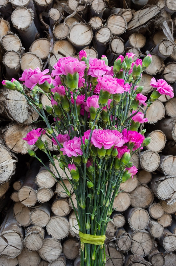 Lavender Mini Carnations