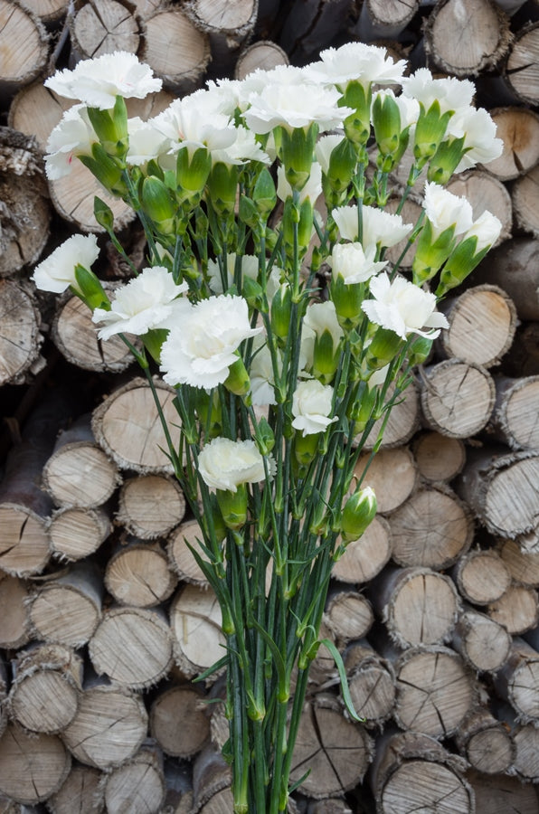White Mini Carnations