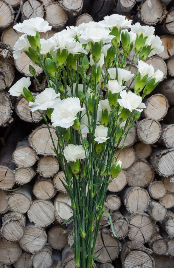 White Mini Carnations