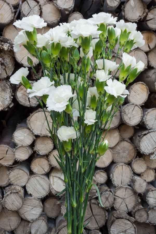 White Mini Carnations
