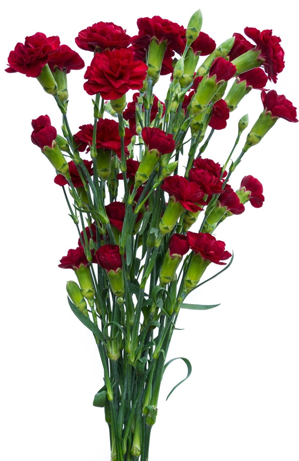 Red Mini Carnations