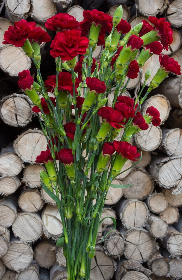 Red Mini Carnations