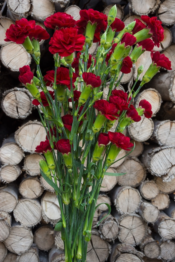 Red Mini Carnations