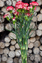 Red and White Mini Carnations