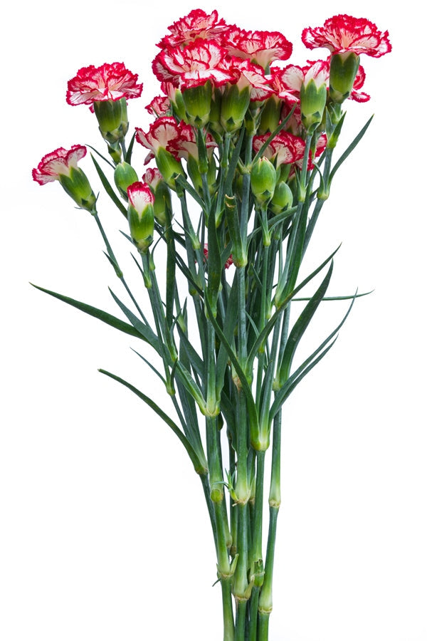 Red and White Mini Carnations