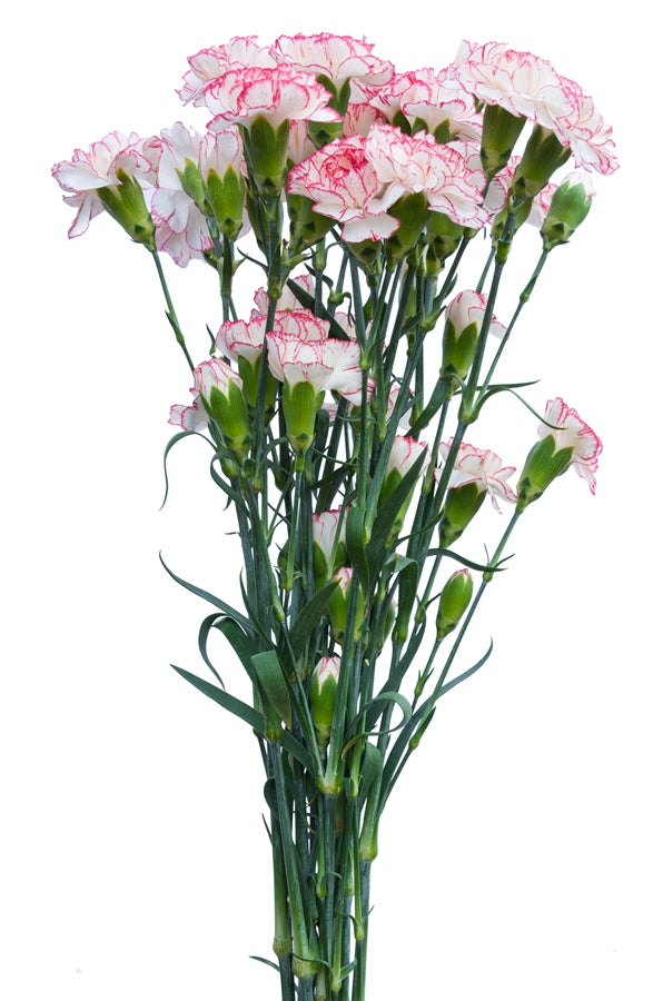 Pink & White Mini Carnations