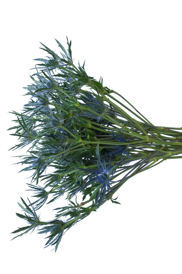 Thistle Eryngium Blue