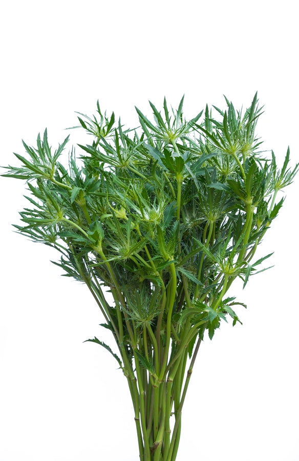 Thistle Eryngium Green