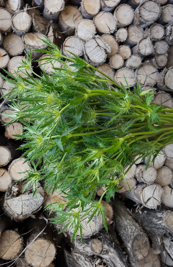 Thistle Eryngium Green
