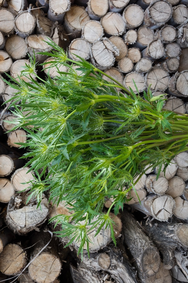 Thistle Eryngium Green