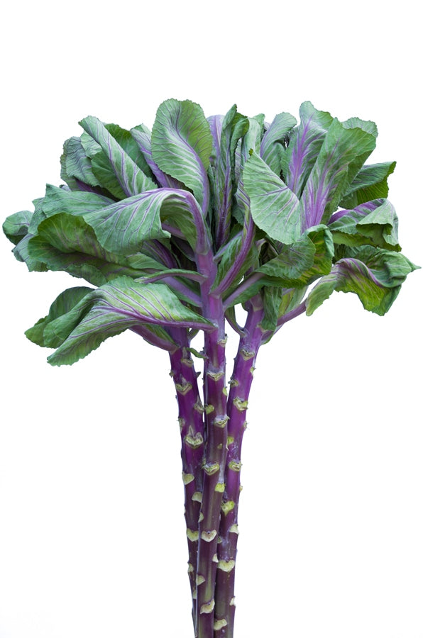 Kale - Cabbage Ornamental Purple