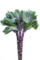 Kale - Cabbage Ornamental Purple