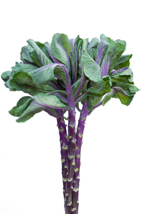 purple cabbage succulent Kale