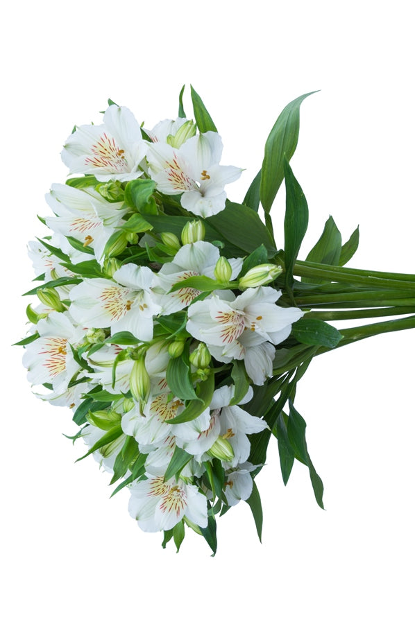 White Alstroemerias