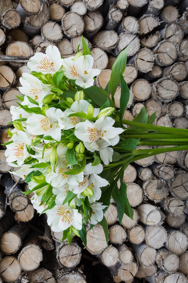 White Alstroemerias