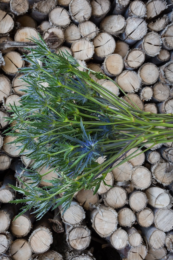 Thistle Eryngium Blue