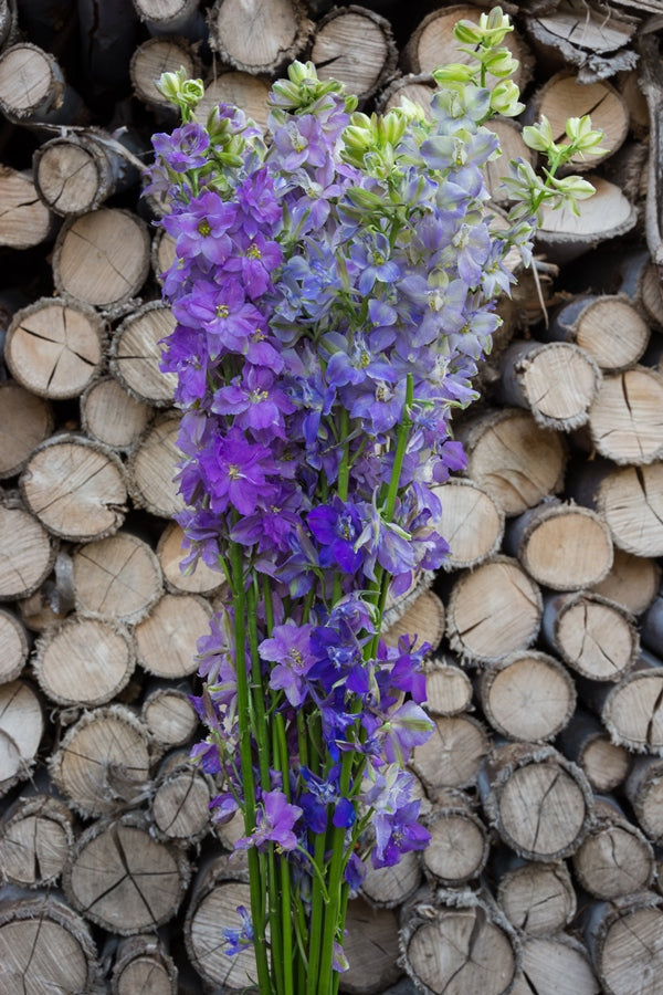 Assorted Delphinium