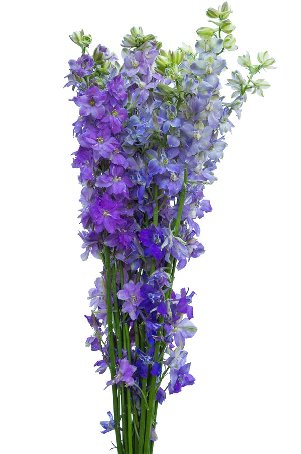 Assorted Delphinium