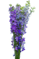 Assorted Delphinium