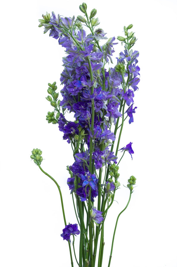 Purple Delphinium