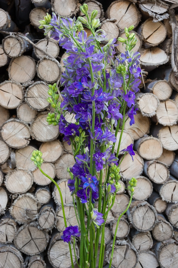 Purple Delphinium