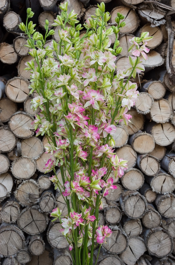 Pink Delphinium