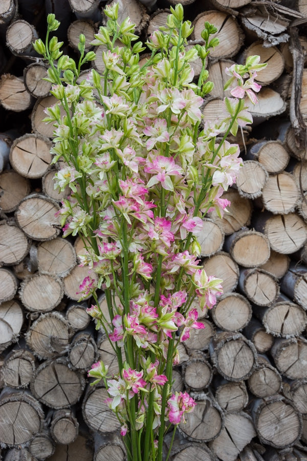 Pink Delphinium