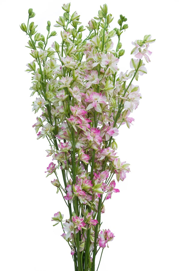 Pink Delphinium